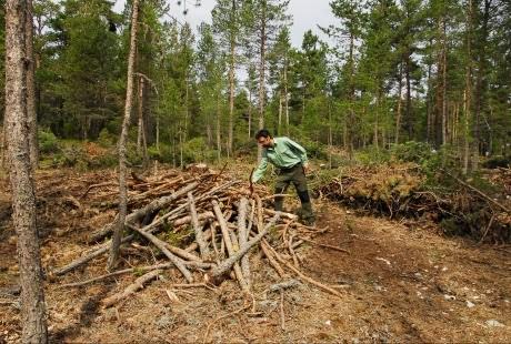 Podemos León organiza el viernes una charla sobre la actual gestión de los montes