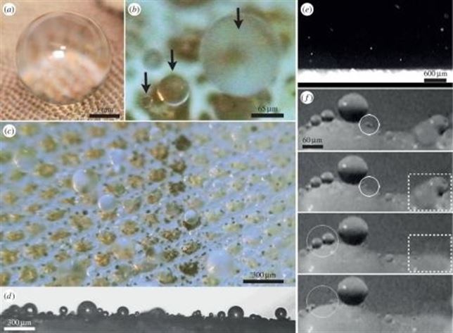 Cómo repelen el agua de su piel las lagartijas