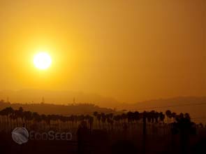 Utility calls for energy savings as heat wave strikes U.S.