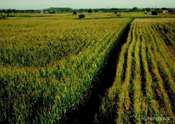 ¡Letonia libre de transgénicos! Para cuándo en España