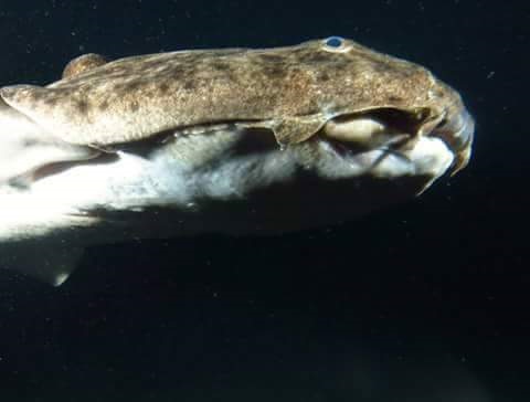 Qué hace el Ángel en las noches de Canarias