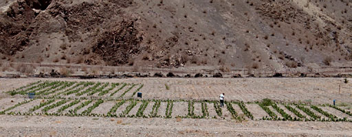Chile busca producir energía del nopal