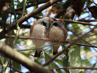 Por qué son infieles algunas hembras