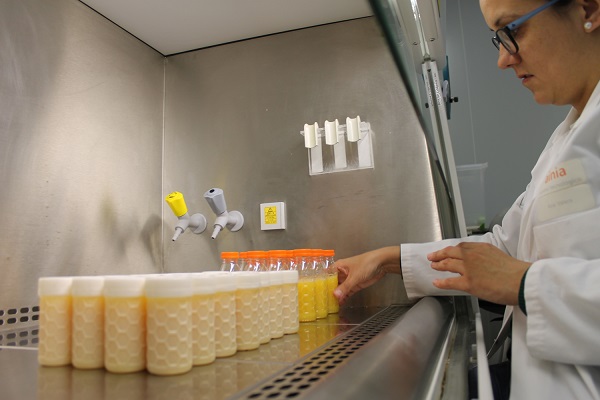 Reutilizan el 30% de los azúcares de las aguas residuales de la industria de zumos para crear el primer prototipo de bioenvase activo