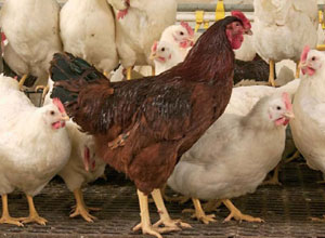 La empresa Jesús del Río S.L. quiere criar pollos en un pinar talado ‘ilegalmente’