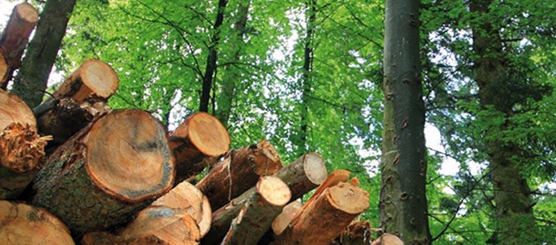 Las entidades forestales piden a la Administración una guía de actuación en materia forestal