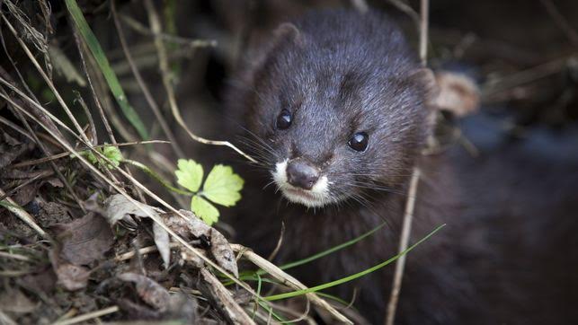 El Proyecto LIFE Territorio Visón finalista en los premios European Riverprize