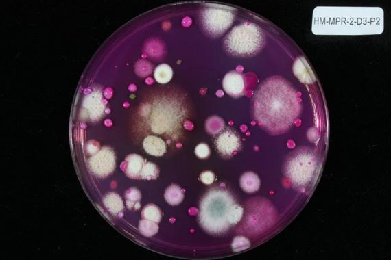 Innovador proceso de reciclaje de residuos orgánicos que aumenta la fertilidad de los suelos agrícolas