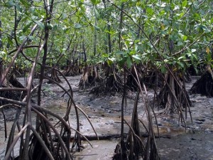 Manglares cubanos soportan la sequía