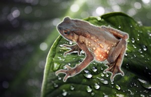 Ecuador ‘recupera’ al sapo andino de Tandayapa