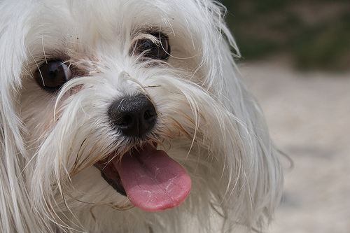 Web para adoptar un animal