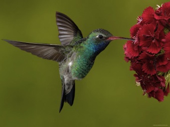 Colombia extiende su parque amazónica y prohíbe su explotación petrolera