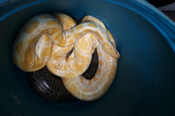 Argentina: Rescataron en Avellaneda a animales de distintas especies que estaban a la venta