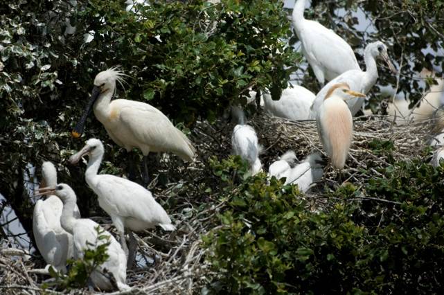 Doñana pierde una cuarta parte de las pajareras por nidificación de aves y hongos