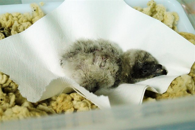 Nace el primer pollo de la temporada en el centro de cría del quebrantahuesos en Jaén