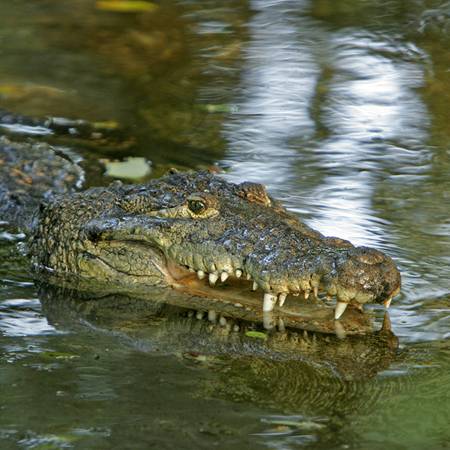 México. Casi Mil Cocodrilos Avistados en la Temporada 2011
