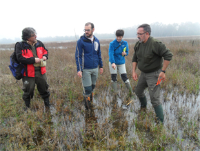 Reintroducción de la Chicoria Hueca