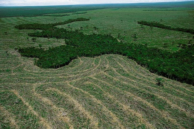 Qué pasará con los bosques de Brasil