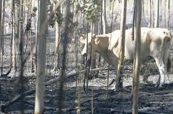 Galicia. El permiso excepcional para el pastoreo en terrenos quemados excluirá las zonas con elevado número de incendios