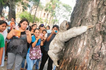 Santa Cruz En la capital cruceña hay 80 ejemplares Cruzada busca proteger a los osos perezosos