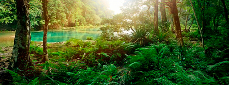 La sucesión secundaria de bosques
