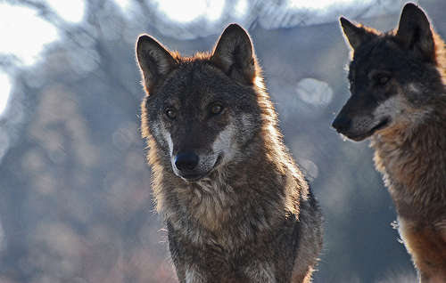 Asaja rechaza el seguro contra los ataques del lobo porque traslada al ganadero la responsabilidad de protegerse