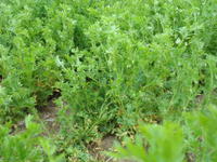 Una sustancia extraída de escobas y otros vegetales sirve para depurar aguas y realizar análisis clínicos