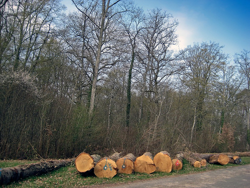 Indonesia paraliza la destrucción de bosques por parte de la papelera APRIL