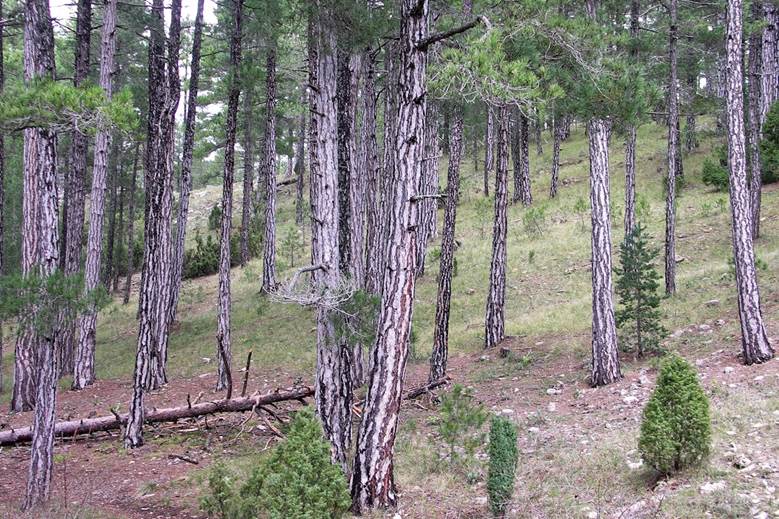Los bosques de pinos que sufren sequía no emiten más CO2