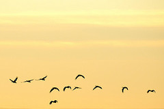 España incumple la normativa de conservación de la naturaleza