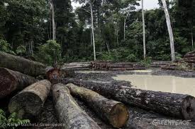 La triste suerte de los àrboles muy ùtiles: el caso del Palo de Mora