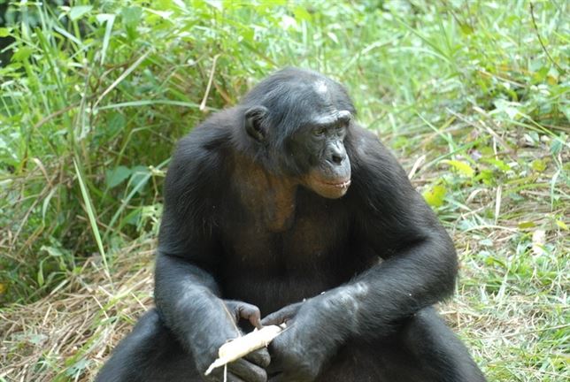 La ‘extraordinaria’ inteligencia del chimpancé