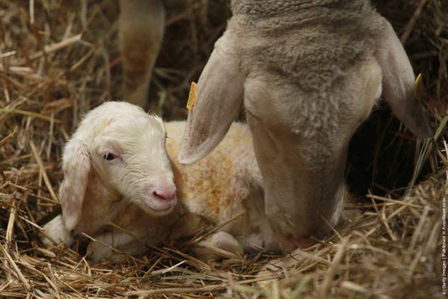 El ‘corredor de la muerte’ de los corderos (ver video)
