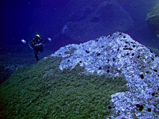 La proliferación de erizos de mar mengua los bosques de algas