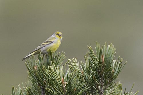 La diversidad de aves es más importante que su cantidad para la conservación de ecosistemas forestales