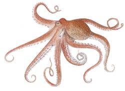 Decomisan 669 aparejos de pesca de pulpo de roca no autorizados en Tarragona