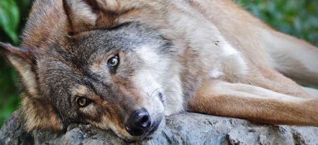 Las batidas del lobo en el monte Llosorio obedecen a políticas improvisadas del Principado de Asturias y no a criterios técnicos