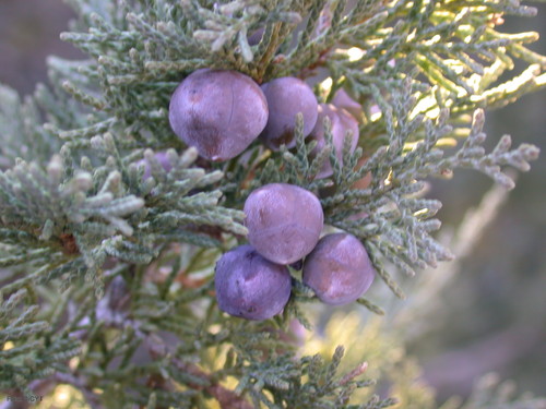 Describen 94 especies de semillas de frutos carnosos del norte peninsular
