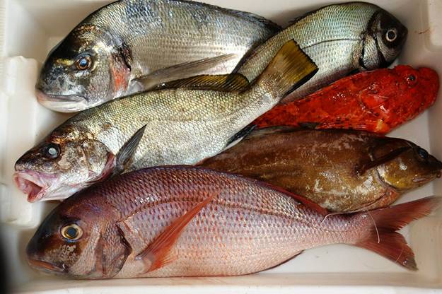 Contaminación por mercurio en pescado de Menorca