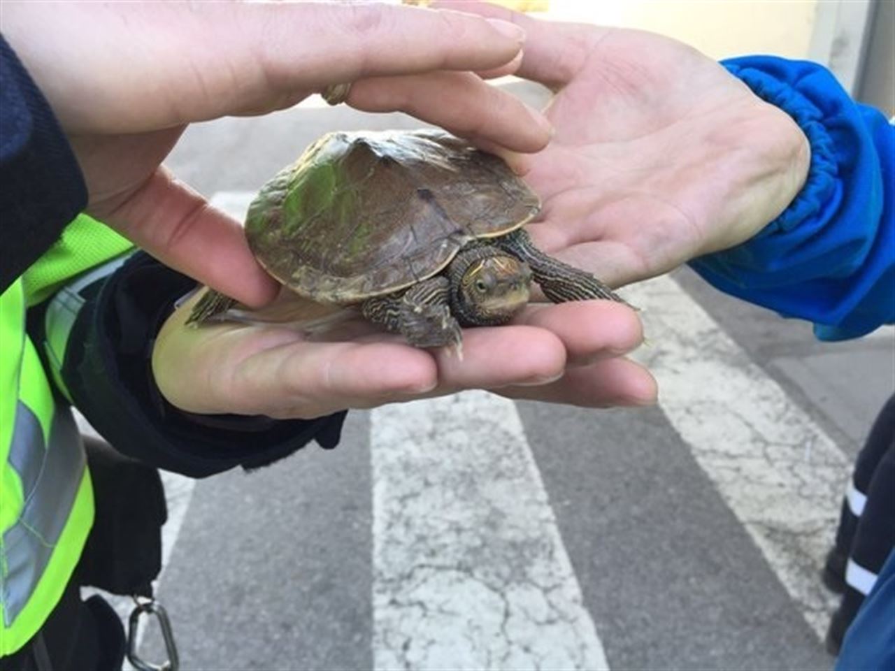 Qué hace un galápago protegido en la M-30