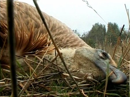 Las 17 comunidades autónomas se comprometen con el Life+ VENENO