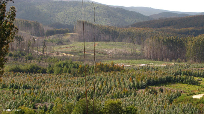 Industria forestal y conservación de bosques en Chile: caminos opuestos