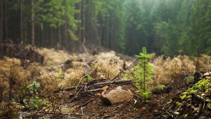 Bosques protegidos contra el cambio climático