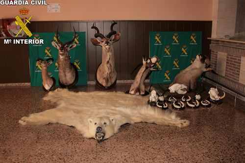 Barcelona. Incautada una piel de oso polar en un restaurante