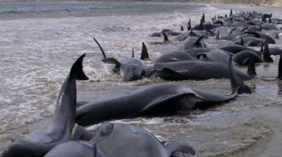 Estados Unidos. Aparecen 81 delfines muertos en las costas de Florida