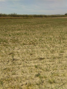 El PSOE quiere que el Gobierno compense las pérdidas derivadas de los fenómenos climáticos