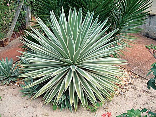 Proponen el uso del ágave para la producción de biocombustibles