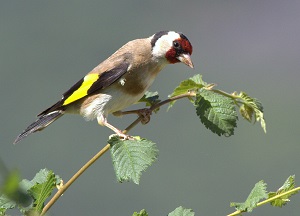 La gestión del PSOE Andalucía es un auténtico ‘desastre’ en cuanto a la conservación de la biodiversidad