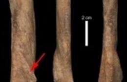 Hallan una lesión en restos de un leopardo en Teruel de hace 9 millones de años