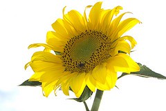 La ecología política: una ideología global y transformadora